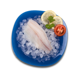 Tilapia